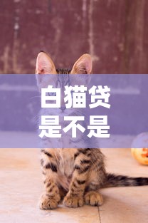 白貓貸是不是真的可以下款？實測體驗+避坑指南來啦