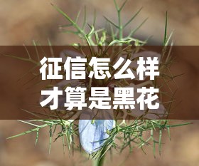 征信怎么樣才算是黑花了呢？這5種情況千萬別碰